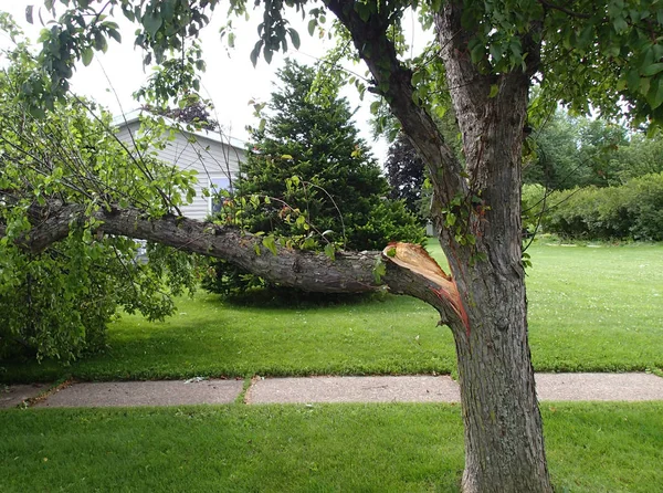 Сломанная ветка дерева от шторма — стоковое фото