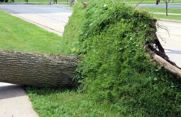 Выкорчеванное дерево от шторма — стоковое фото