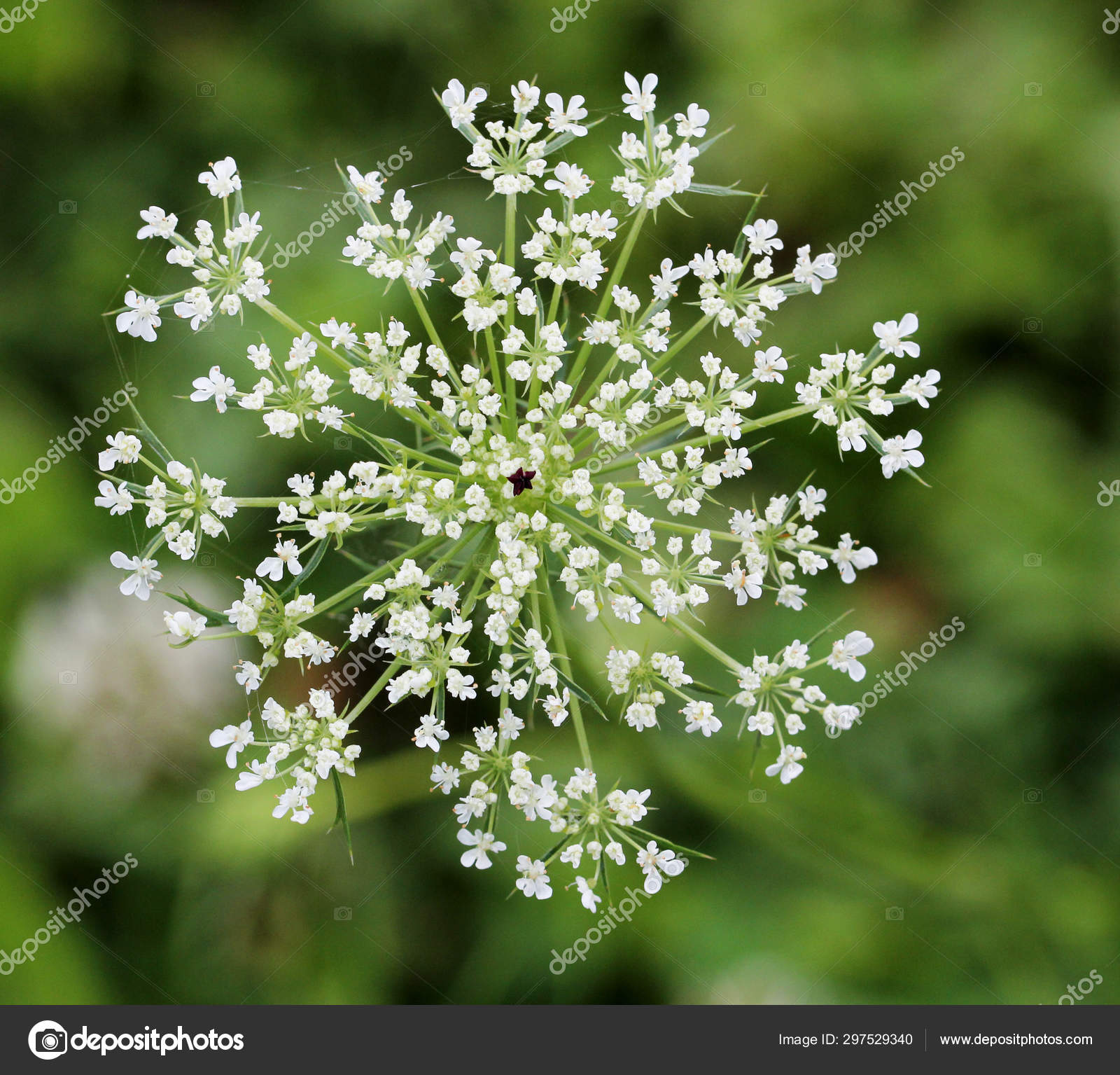 queen anne's lace daucus carota