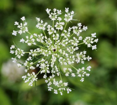 Kraliçe Anne's Dantel veya Daucus Carota Blossom