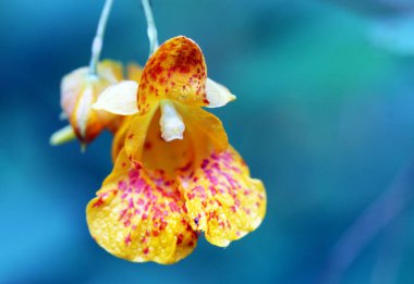 Jewelweed Çiçeği