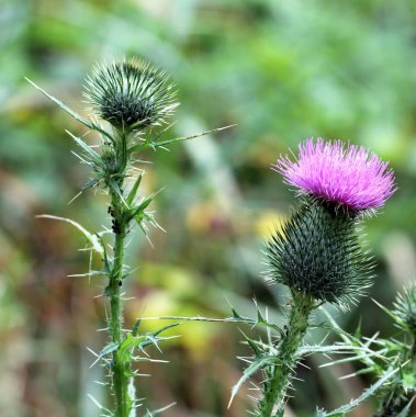 Thistle Makro Closeup