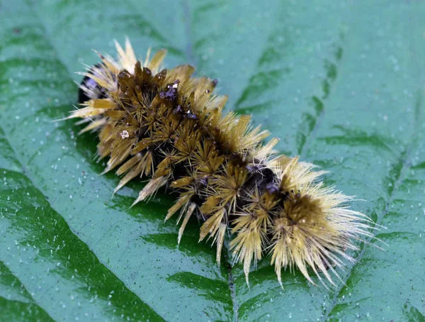 Caterpillar Macro ในความแห้งแล้ง — ภาพถ่ายสต็อก