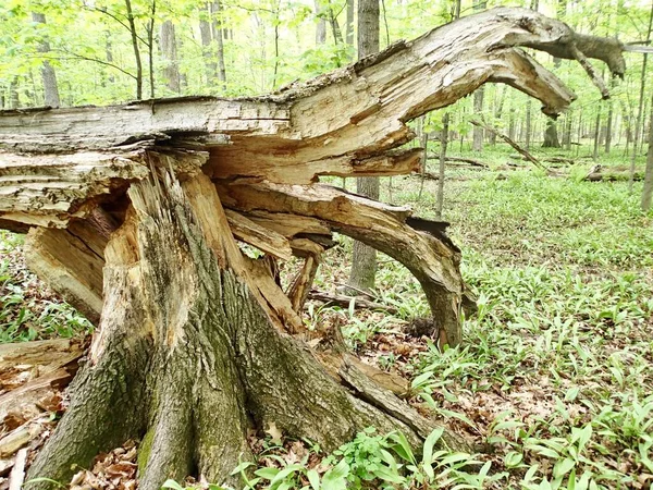 Árbol Roto Derribado Una Tormenta Viento —  Fotos de Stock