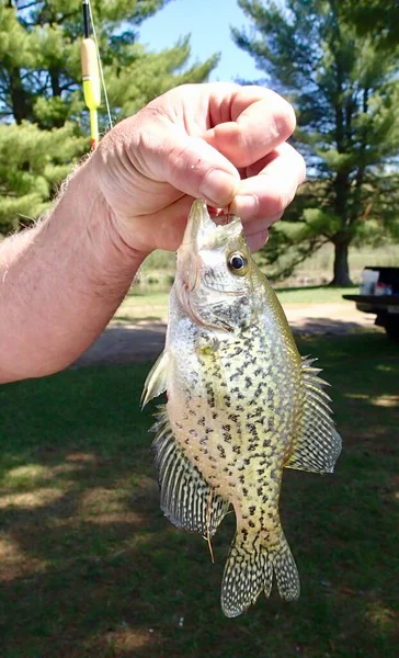 Fisherman Holding Crappie Closeup Stock Picture