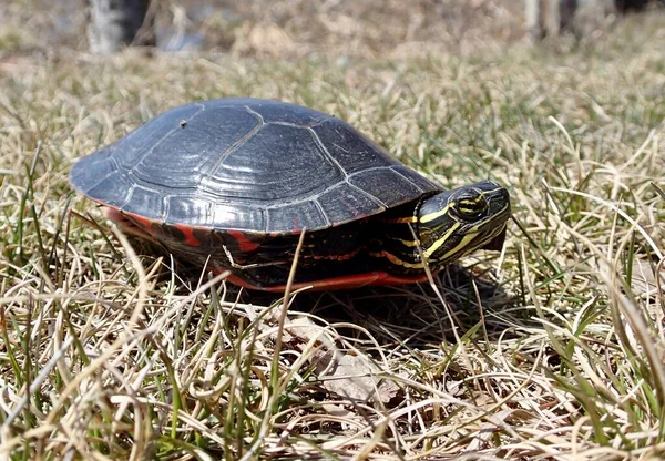 Målad Sköldpadda Gräset Ute Vildmarken — Stockfoto