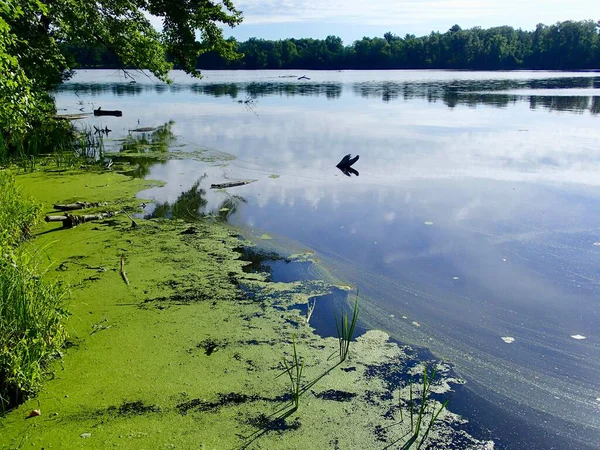 Wasserlinsenalgen Wachsen Auf Einem Süßwassersee — Stockfoto