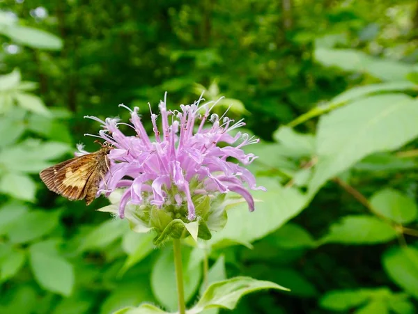 Bálsamo Abeja Silvestre Bergamota Con Fondo Verde Borroso —  Fotos de Stock