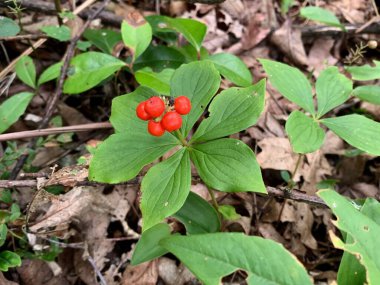 Çilek ya da Cornus Canadensis orman zemininde vahşi bir bitki