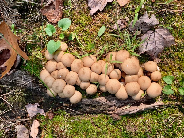 Funghi Palla Palla Che Crescono Tronco Nella Natura Selvaggia — Foto Stock