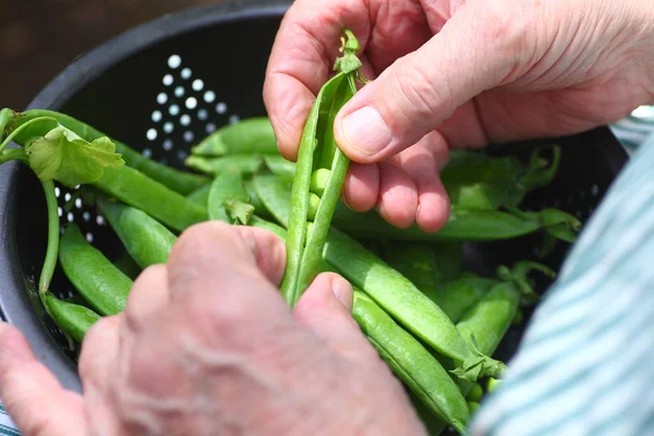 Üst düzey bir adam açık havada taze bezelye hazırlar