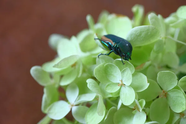 A dark-colored insect on pale green flowers