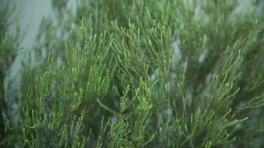 Bir Robin çilek için baş aşağı asılı