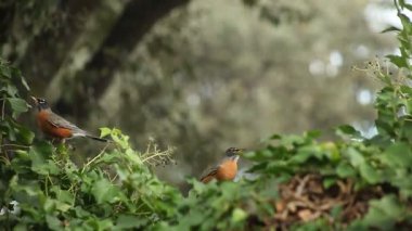Bir Robin çilek için baş aşağı asılı
