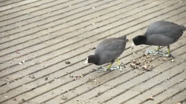 Coots park personeli tarafından bırakılan yiyecek yeme