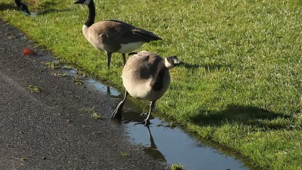 Gänse Trinken Aus Pfützen Straßenrand — Stockvideo