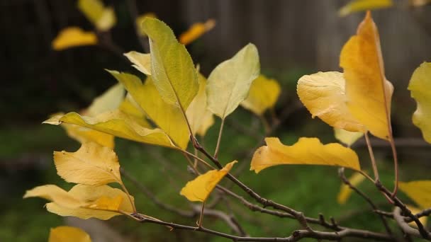 Gele Bladeren Van Een Appelboom — Stockvideo
