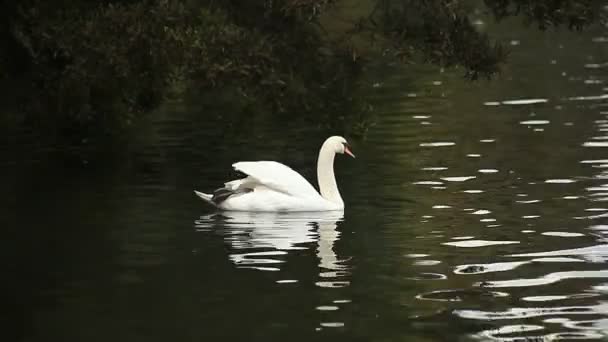 Rouge Gorge Est Pendu Envers Pour Les Baies — Video