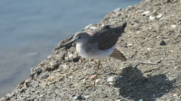 Yalnız Bir Sandpiper Ayağa Kalktıktan Sonra Uzanıyor Bir Bacak Lehine — Stok video