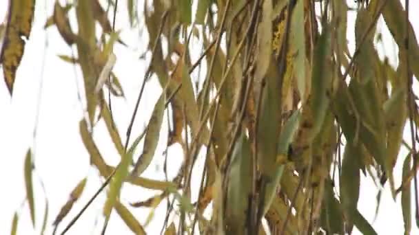 冬天大部分是棕色哭泣的柳叶 — 图库视频影像