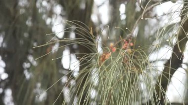 Bir gölet yanında sazlık görünümü