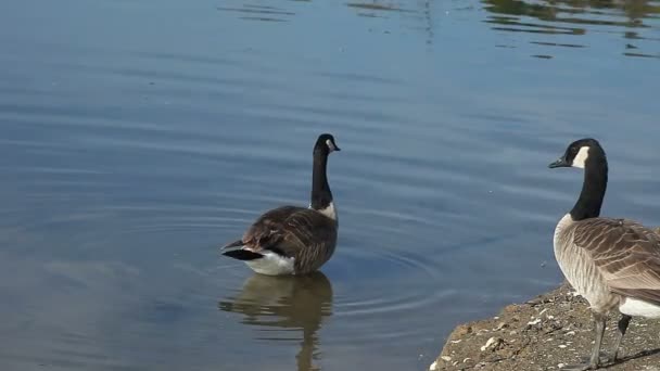 View Reeds Next Pond — Stock Video