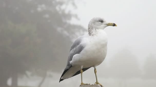 Uitzicht Rieten Naast Een Vijver — Stockvideo