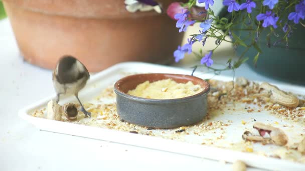 Une Mésange Est Vaincue Par Des Cacahuètes Dans Leurs Coquilles — Video