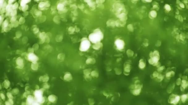 Out Focus Green Leaves Nature Background — Stock Video