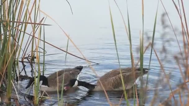 Two Canada Geese Shallows Male Honking — Stock Video
