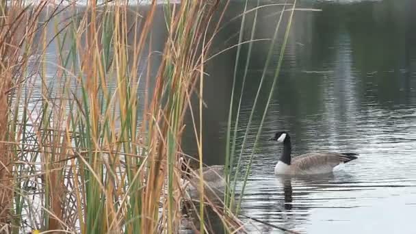 Dos Gansos Canadá Las Aguas Poco Profundas Macho Tocando Bocina — Vídeos de Stock