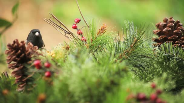Dark Eyed Junco Feeds Christmas Setting Pine Cones Branches Berries — Stock Video