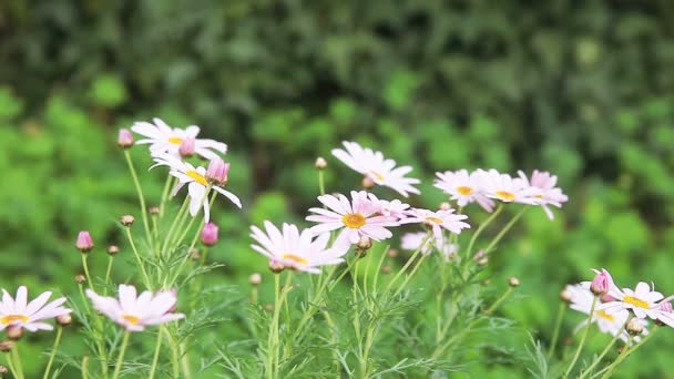 淡粉色的雏菊在柔和的微风 — 图库视频影像