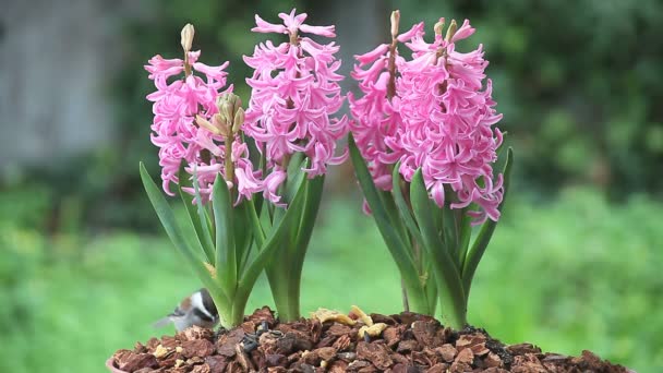 Chickadee Looks Food Pot Pink Hyacinths — Stock Video