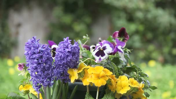 Chickadee Lands Blue Hyacinth Looking Food Pot Pansies — Stock Video