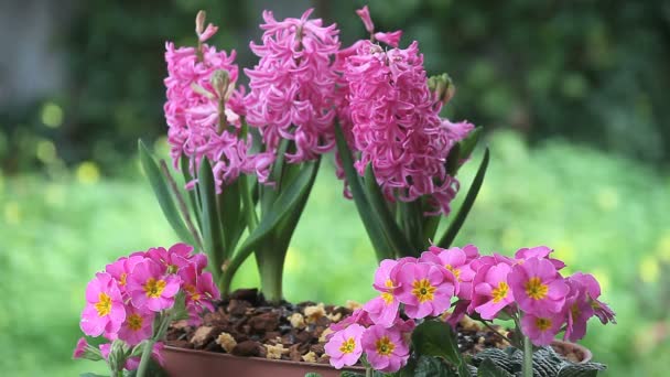 Chickadee Uses Primrose Bounce Another Plant Looks Food — Stock Video