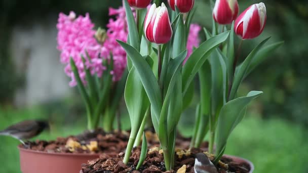 Two Chickadees Bird Food Pots Tulips Hyacinths — Stock Video