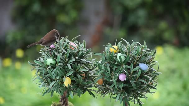 Zaunkönig Sucht Nahrung Einem Kleinen Baum Der Mit Ostereiern Geschmückt — Stockvideo
