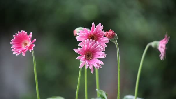 Roze Bloemen Een Luchtige Dag — Stockvideo