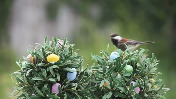 Ein Huhn Sucht Auf Mit Ostereiern Dekorierten Miniaturbäumen Nach Nahrung — Stockvideo