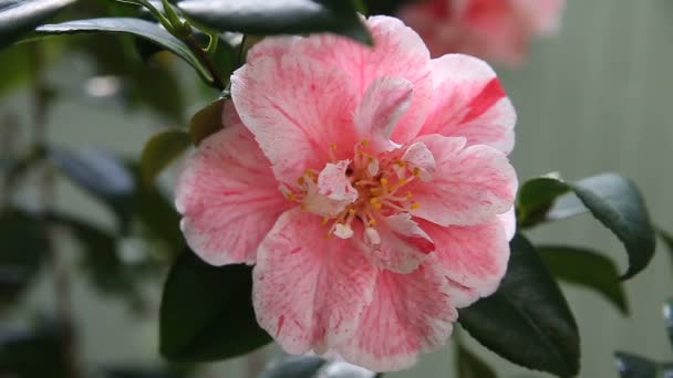 Rosa Kamelienblüte Mit Roten Markierungen — Stockvideo