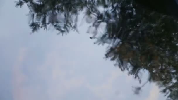 Riflessione Degli Alberi Contenitore Acqua — Video Stock