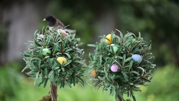 Een Levendige Junco Met Donkere Ogen Vliegt Naar Het Land — Stockvideo