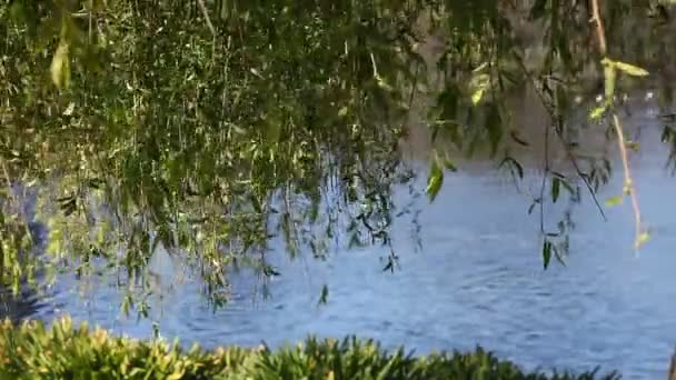 Le vent agite les branches d'un arbre près d'un lac 
