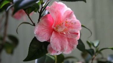 Yaprakların etrafında hareket eden karıncalar ile pembe Camellia