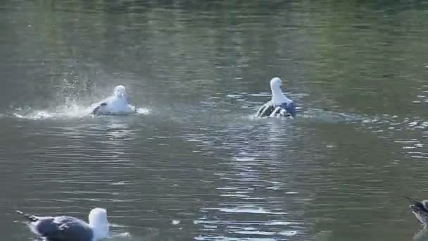 Flera Seagulls Har Bra Tid Stänk Damm — Stockvideo