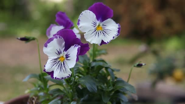 Pansies Dia Nublado Primavera — Vídeo de Stock