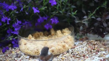 Bir Chickadee bir Mealworm bulur ve uçar