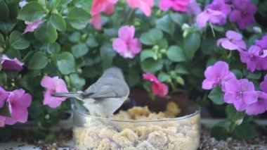 Arka planda impatiens ile solucanlar için bir faresi ve bir Chickadee bakmak