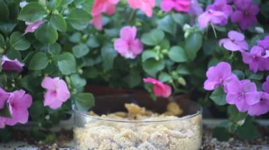 Onun raspy çağrı öncesinde, bir faresi bir kase Suet bir Mealworm bulur.